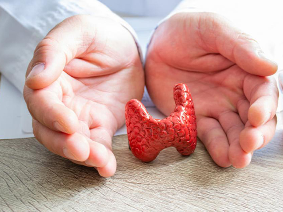 glandula-tiroides-cirugia-glandulas-salivales-servicios-cirugia-tiroides-sanchinarro